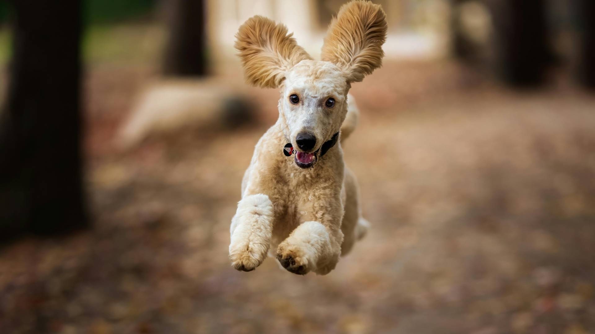 caniche 
